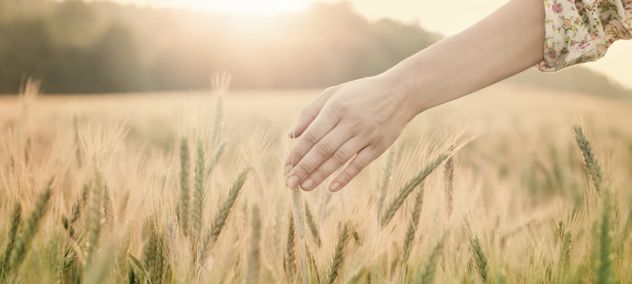 Home. Barley Field